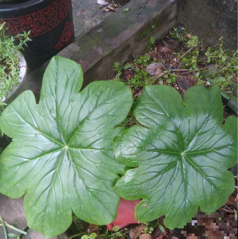 野外看到的这野草，叶子宽大像磨盘，神秘作用引诱人挖掘！
