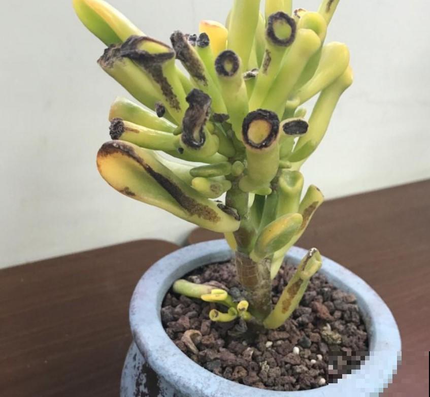 养盆吸财树，吸一吸财气，很快就能够养成老桩！
