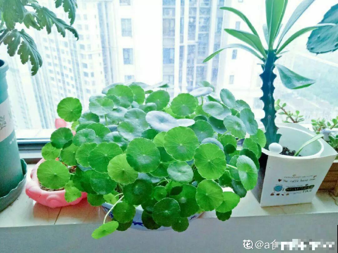 室内养花太难？记住这5点，啥花都能养得好！