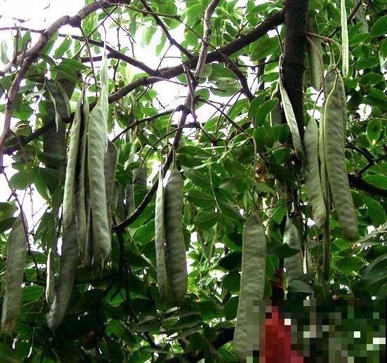 原来古代人都用这个洗衣服，环保不伤手，花盆里就能栽！
