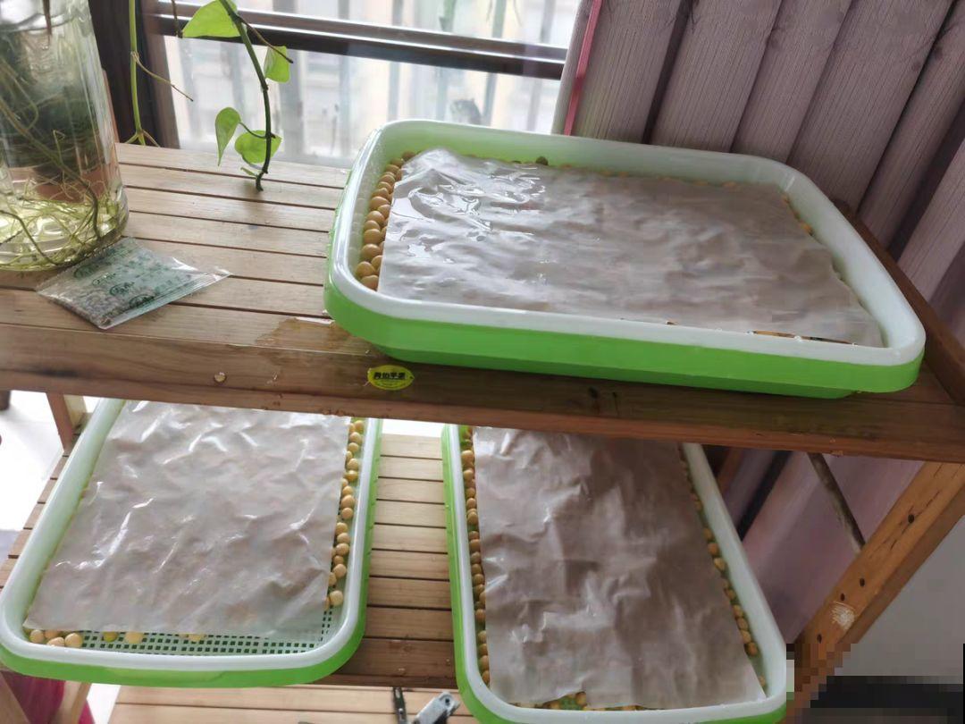 一个矿泉水瓶，半月种出大蒜苗，方法简单，吃着还放心！