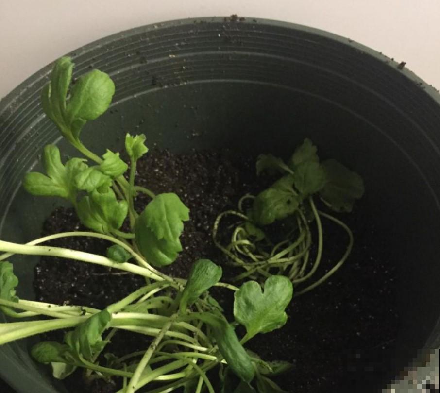 花毛茛叶子软成“烂芹菜”，出现倒伏别扔，还能开花！