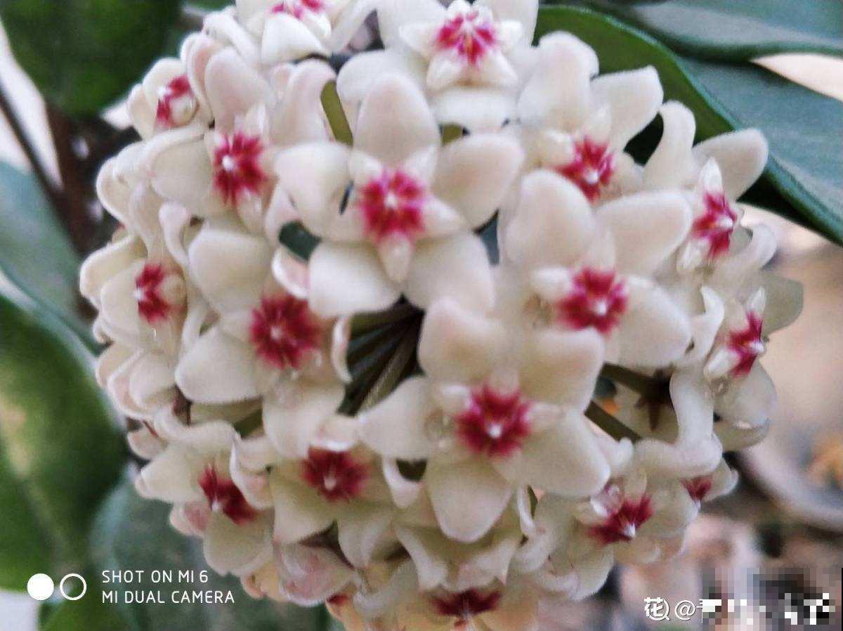 耐阴花就养它，开花像花球，满屋飘香