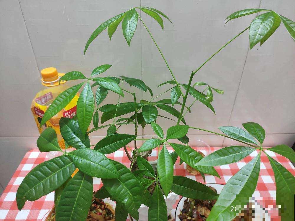 这花最怕水，一浇就烂根，旱一旱反而枝繁叶茂！