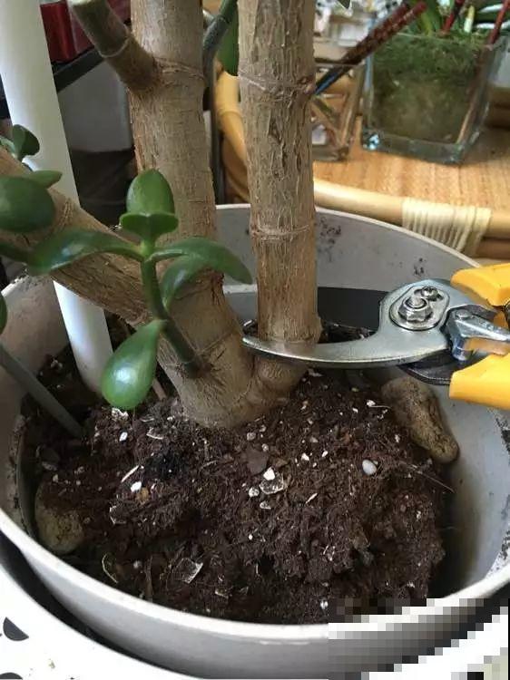 养了20年的玉树，杆子比大腿还粗，满树白花跟下雪了一样！