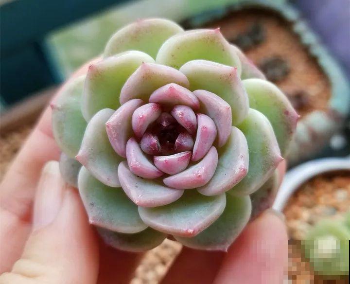 这花长得像海胆，3棵就卖五位数，真的有人要吗！