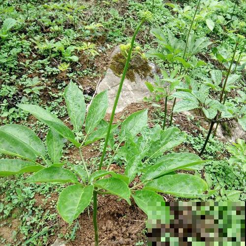 见过竹节一样的野参吗，众人上山抢着挖，只因市场卖价太贵！