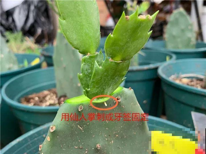 蟹爪兰嫁接技巧，少浇水撒点它，新手也能轻松养生根！