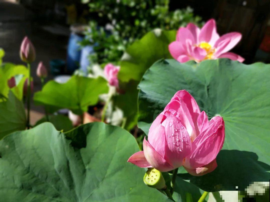 想养好花，就得付出劳动，从开花到结果，无一不是美的！