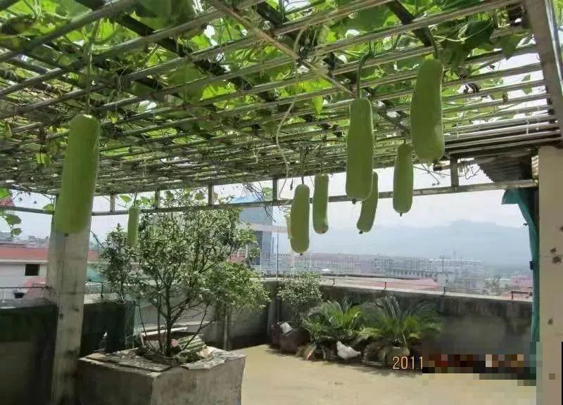 她在楼顶养花种菜，再喂喂鸡，日子过得悠闲又自在！