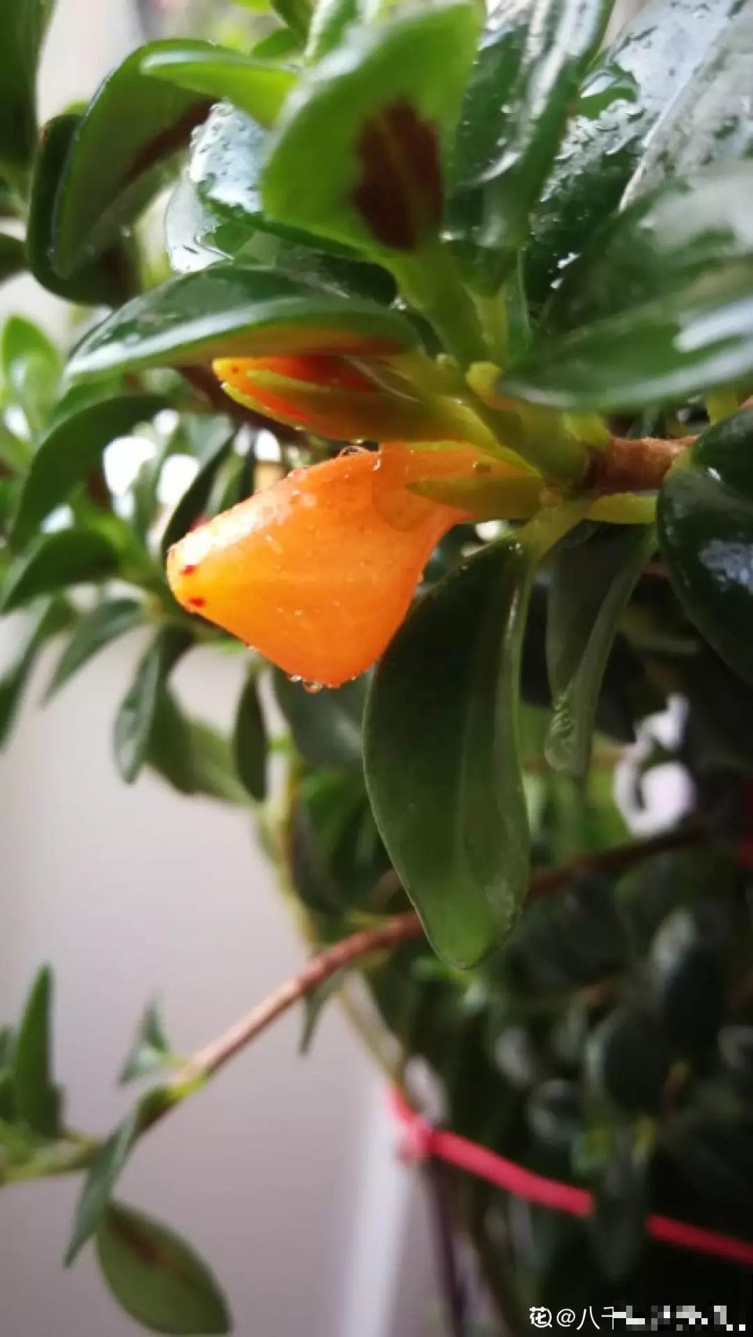 过年养10种花，红红火火一大片，连灯笼都不用挂了！