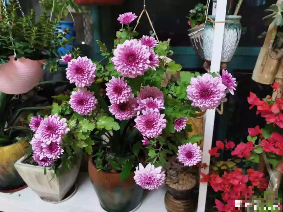 阳台再小也不怕，跟她学一招，把花挂起来养，不占地还好看！