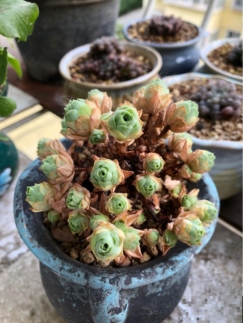 多肉中的“玫瑰花”，养成老桩，比鲜花漂亮100倍