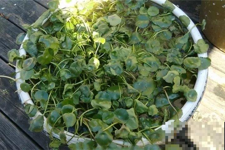 20种花最怕冷，一降温就黄叶，不做准备只剩空盆了！