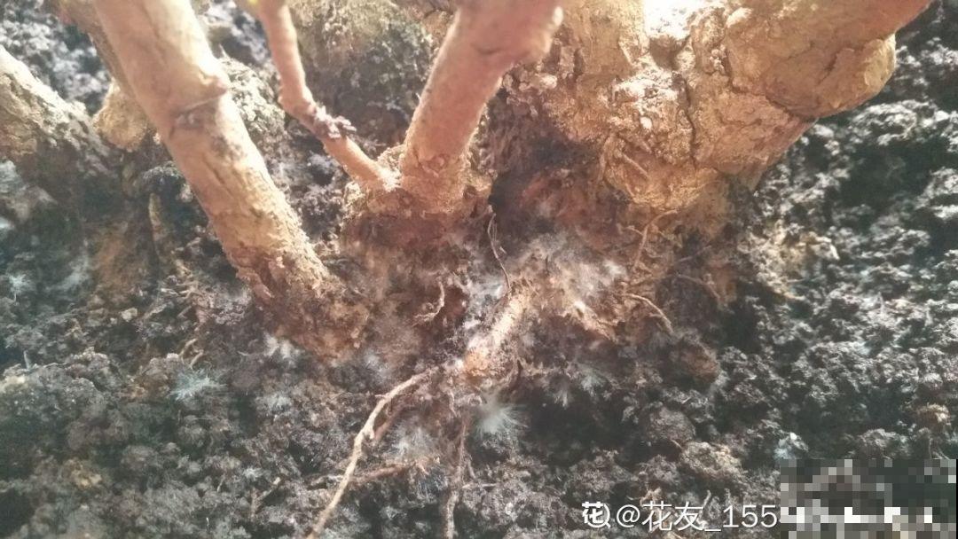 花盆里长了这玩意，趁早断水，小心最后根都烂没了！