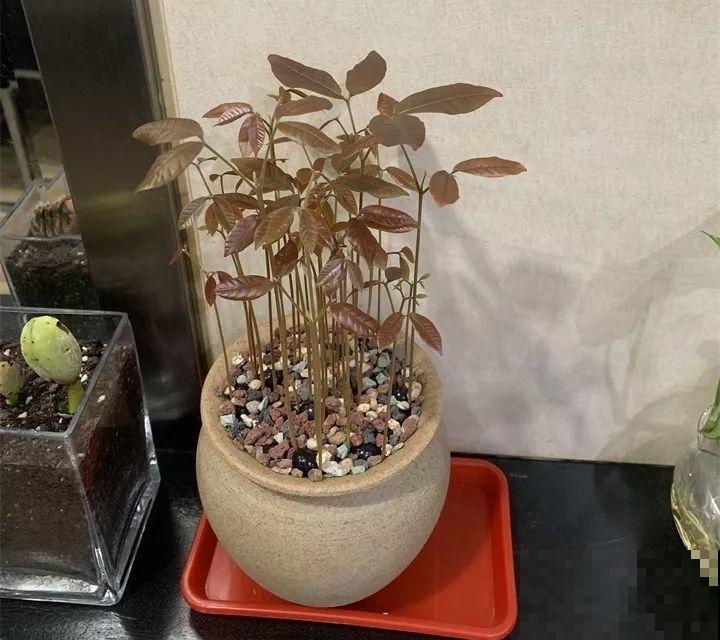 5块钱的水果埋土里，半年养成守家树，邻居都想花钱买！