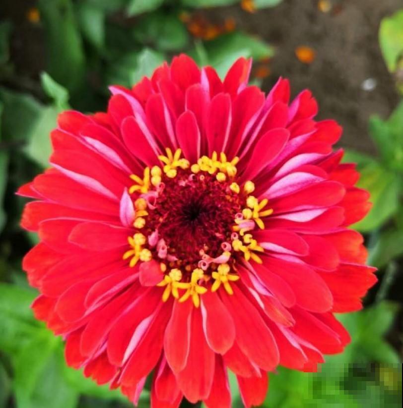 盆百日菊，开花旺的不行，撒播就能长！