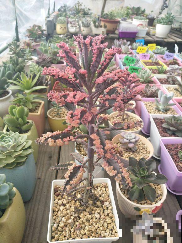 这花根本死不了，叶子一吹就掉，落地就生根！
