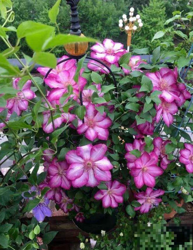 这花冬天很好养，把这几个要点做好，明年还你一面花墙！