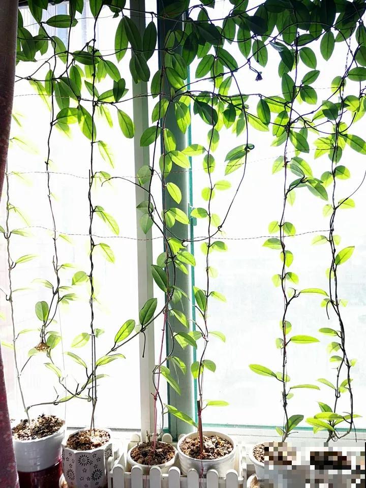 这花比绿萝还耐阴，一年垂下2米长，开花满屋子飘香！
