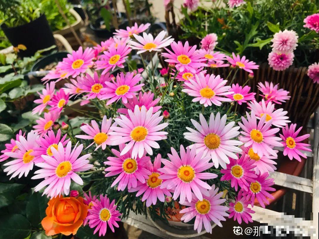 8种花别养老桩，小心老了不开花，变成木疙瘩！