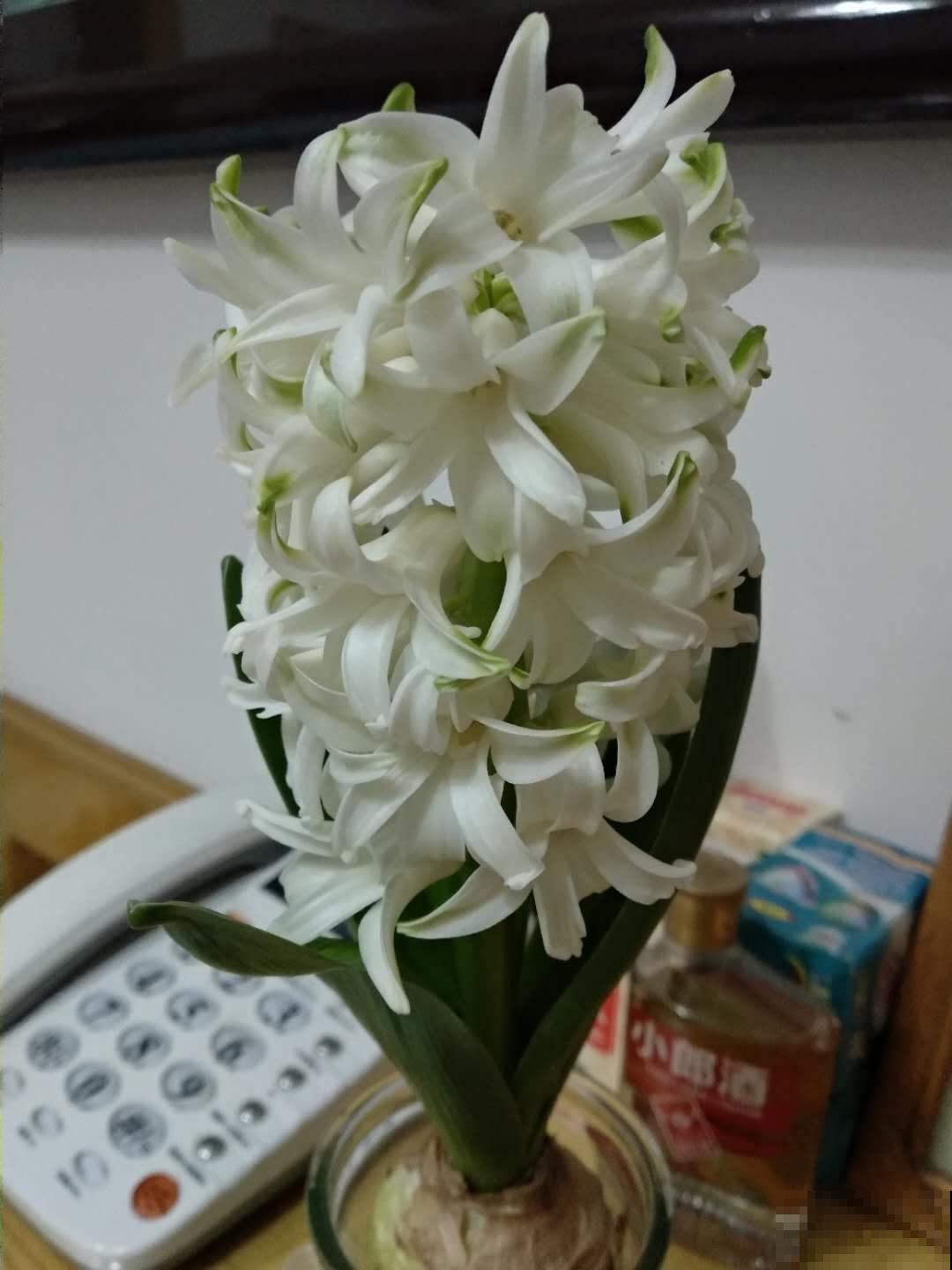 这种花，水里土里都能种，开花满屋飘香