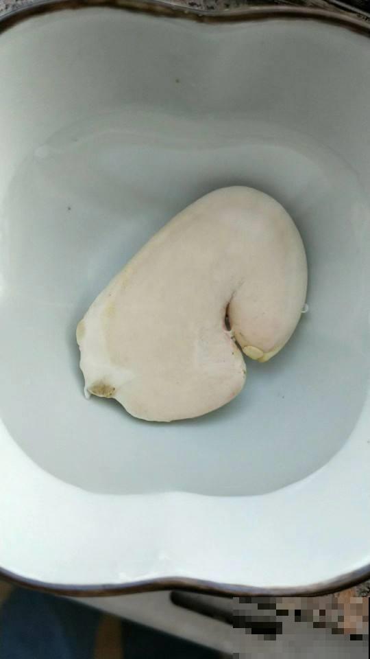芒果核原来也能种，北方家里也能养，只要做到这三点就行！