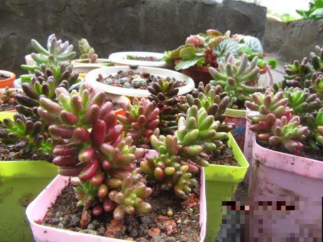 她在楼顶养花种菜，再喂喂鸡，日子过得悠闲又自在！