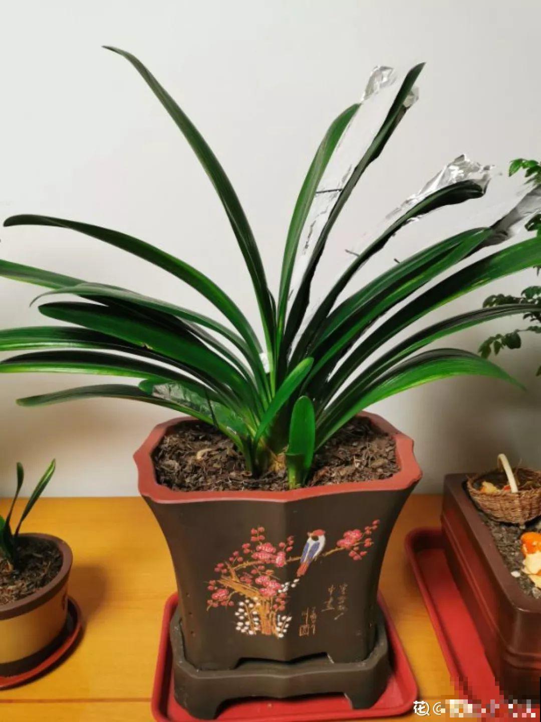 君子兰花后别乱剪，剪错了烂叶烂心，再也不开花！