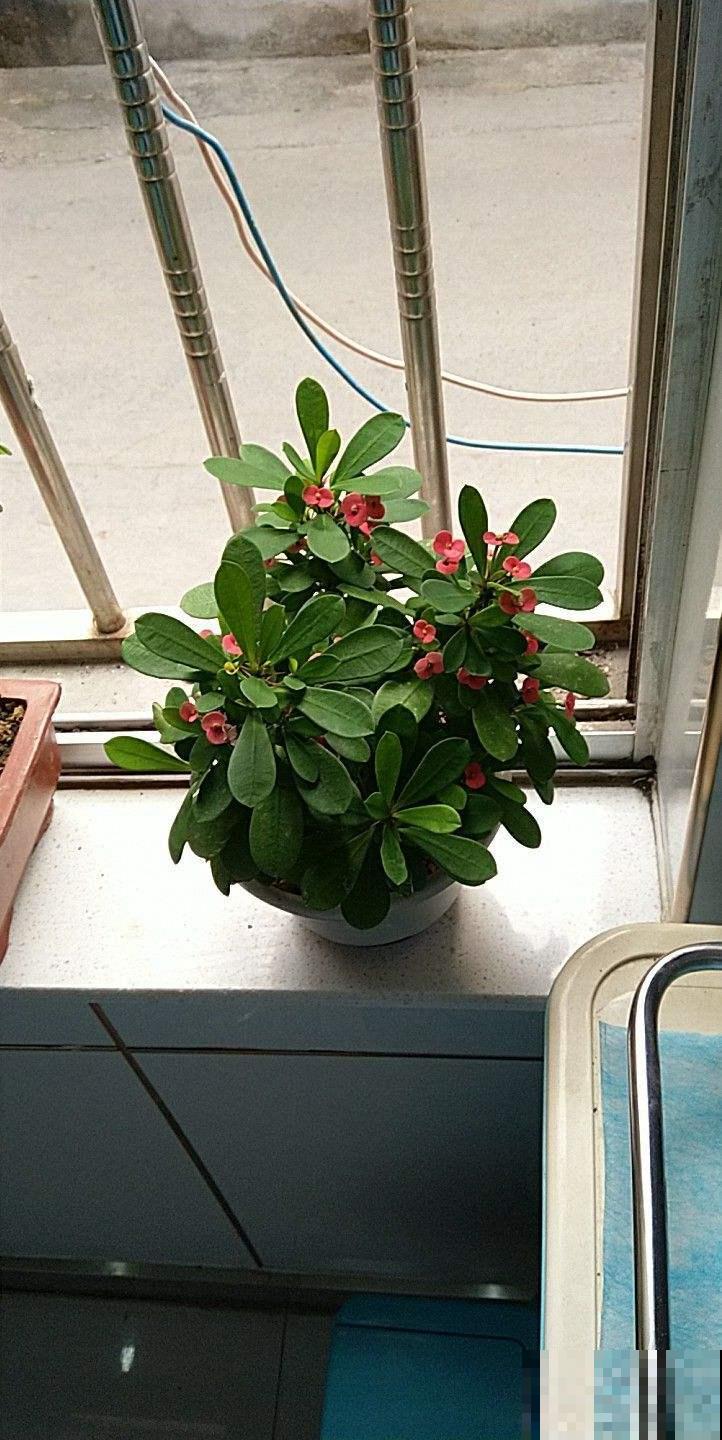 冬天家家关门闭窗，这几种植物可别放家里，否则要中毒招！