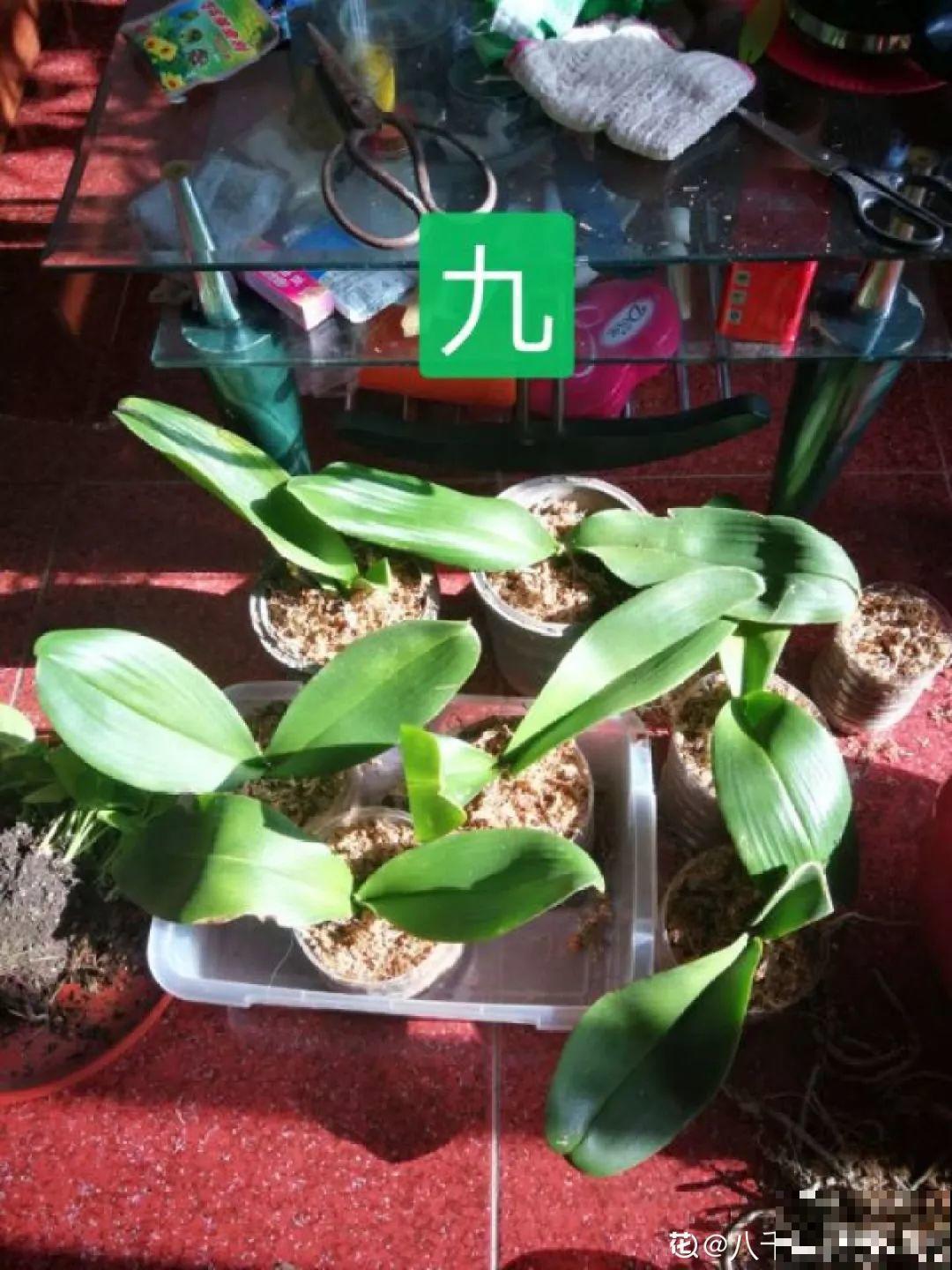 公认的开花机器，一年能开8个月，光不好也能养！