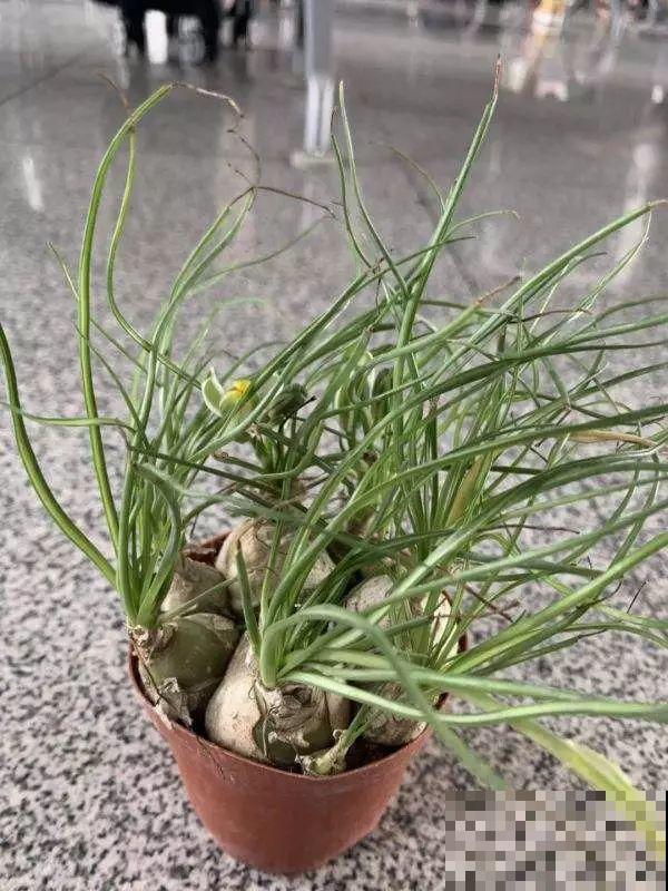 这花爱晒太阳，越晒叶子越卷，像弹簧一样超级可爱！