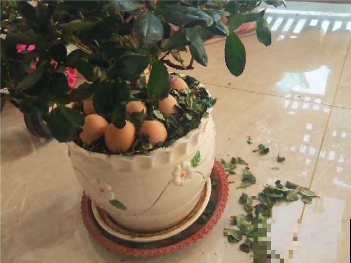 都说这花难养，10年不换盆，年年开花成宝贝！