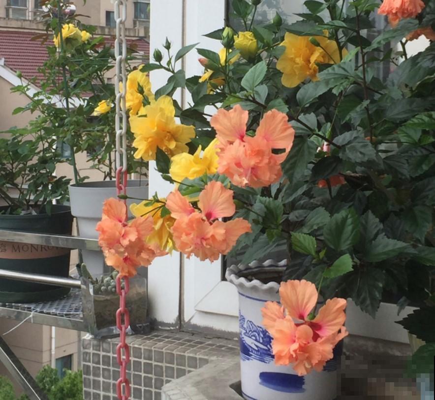 扶桑养家里，开花惊艳，四季都能够开花！