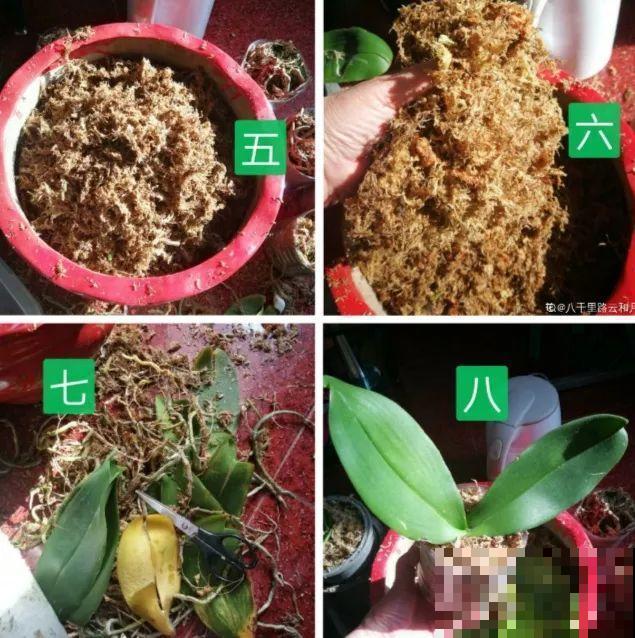 公认的开花机器，一年能开8个月，光不好也能养！