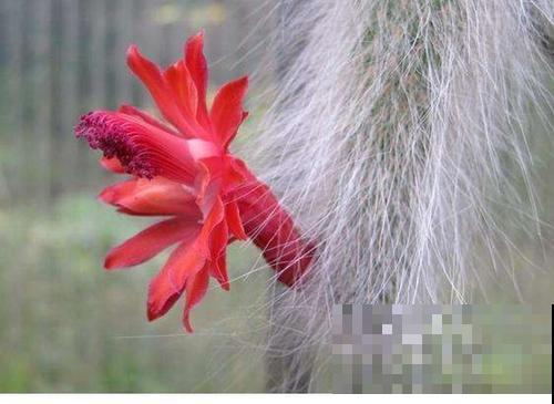 养过浑身长毛的植物吗？这些最适合在冬天养，放在家里看着暖和！