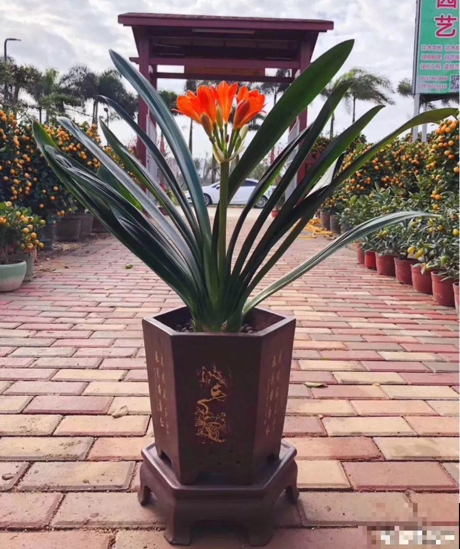 屋里摆这7种花，空气清新少生病，整个冬天绿油油！