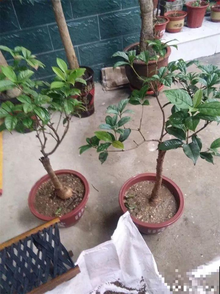 家里有这花，冬天不能太保暖，低温冻一冻开花才更旺！