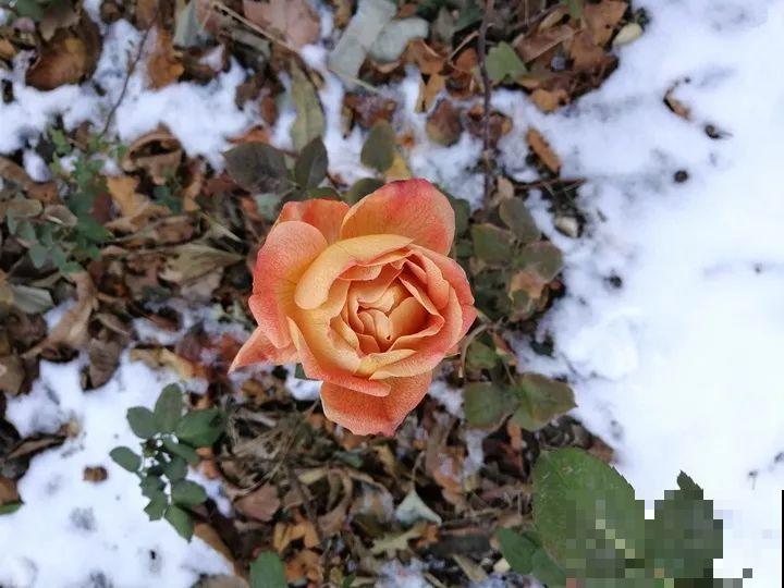 大雪天，只有这花还在继续开，真不是一般的抗冻！