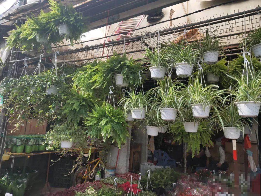 花市有你想象不到的魅力，便宜又好看，过年买回一大堆！