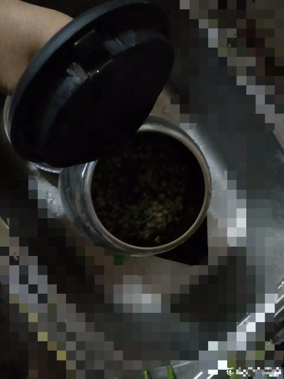 现在养盆它，10天变成小森林，过年就能上桌吃！