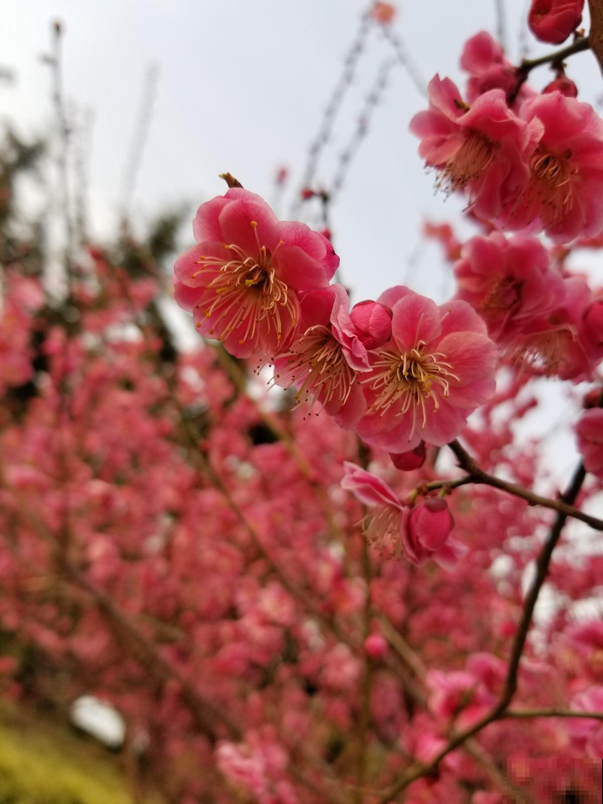 中国10大名花，快看看你家养了哪几种