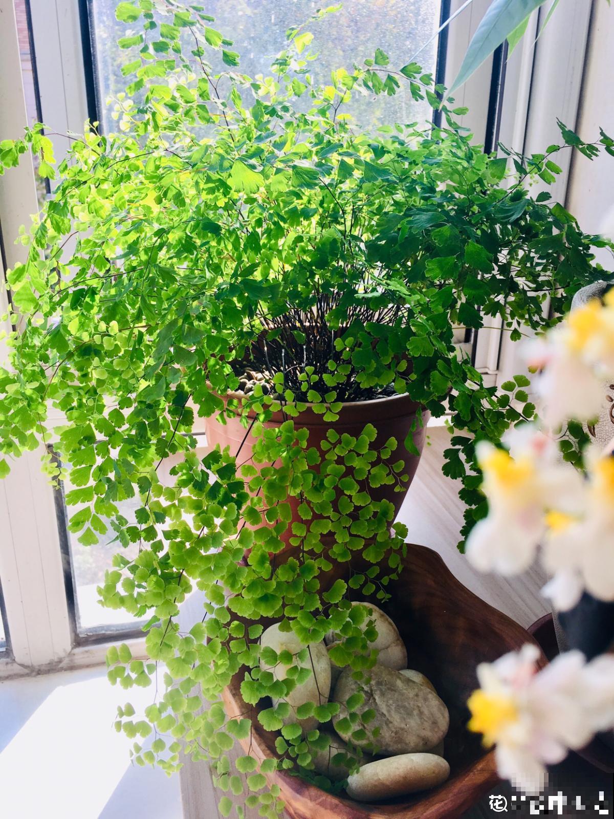 养花这么拍照，发朋友圈，谁看了都点赞！