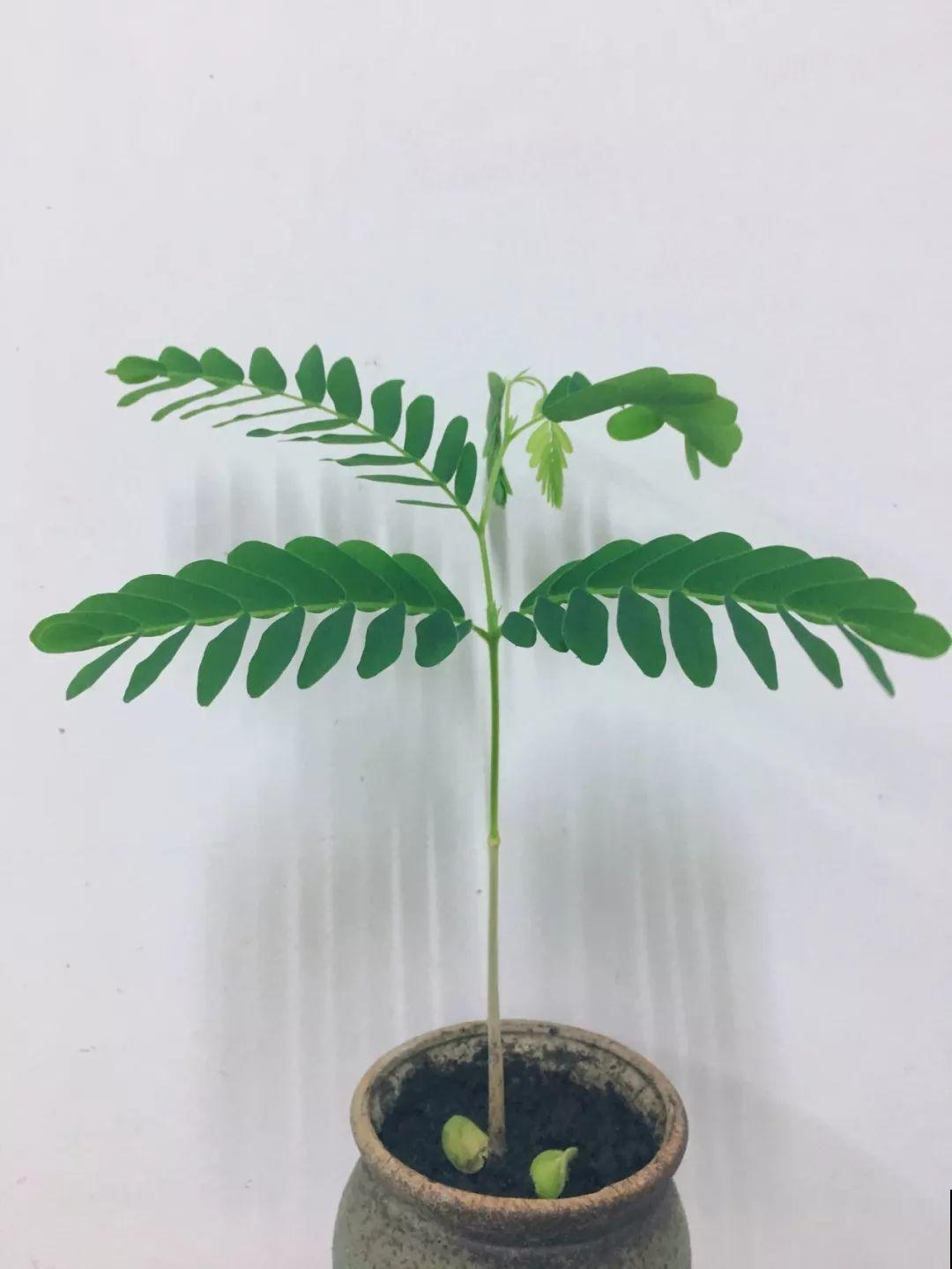 路边碰见这3种果子，捡一把带回家，丢盆里长成发财树！
