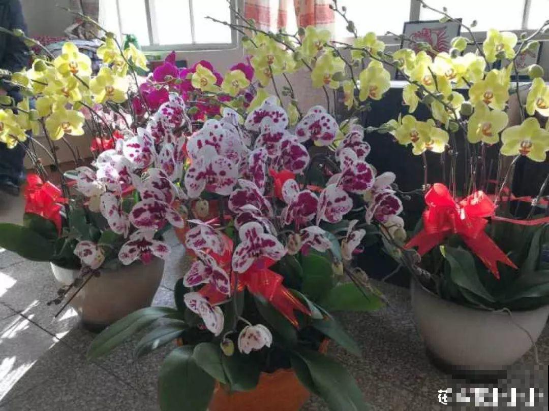 他家的蟹爪兰，一到冬天开成大花树，到底喂了啥好东西！