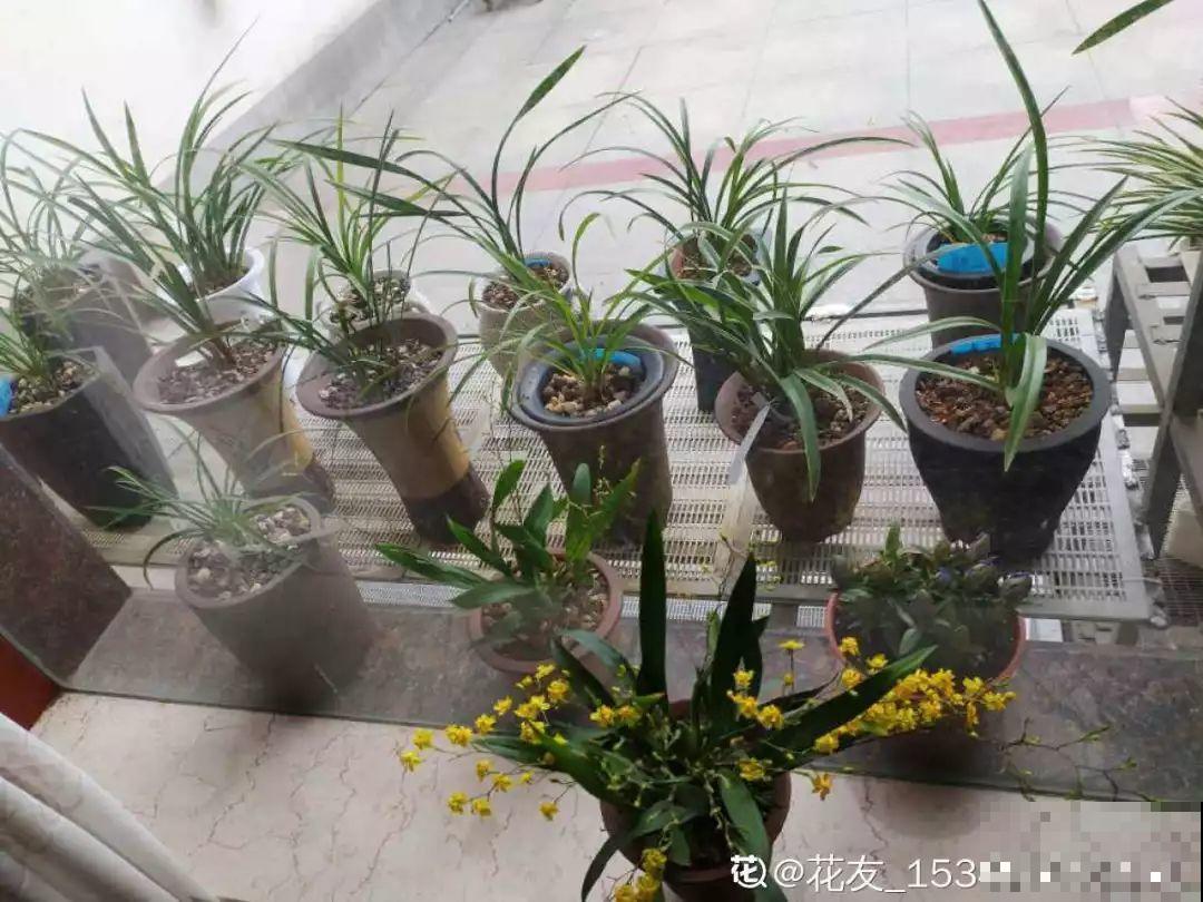 这8种花冬天别饿着，勤浇水多施肥，开花越来越多！