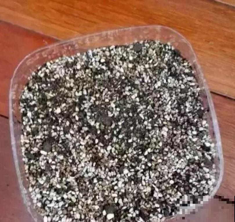 养玉露的小技巧，学一招，叶子透亮像小灯泡！