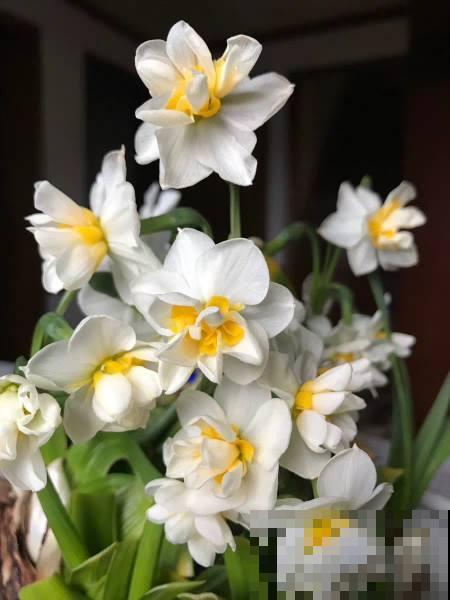 这花就是活香水，家里养一盆，除异味、还杀菌，空气清新身体好