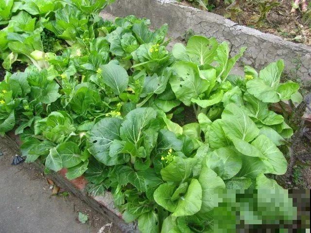 她在楼顶养花种菜，再喂喂鸡，日子过得悠闲又自在！