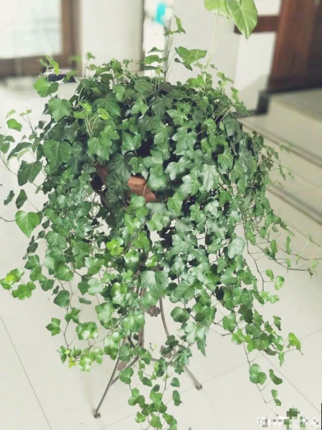 这4种花养在家里，就是一个小型的加湿器，不干不躁真舒服！